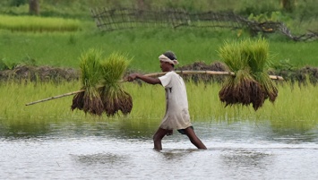 Рост выбросов СО2 может вызвать "рисовый кризис" в Азии, заявляют ученые