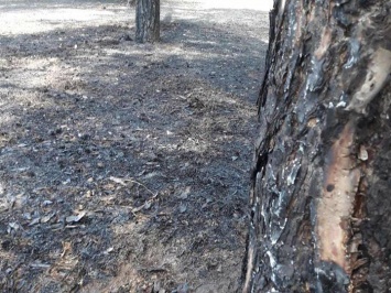 На Николаевщине с начала года ликвидировали 32 лесных пожара