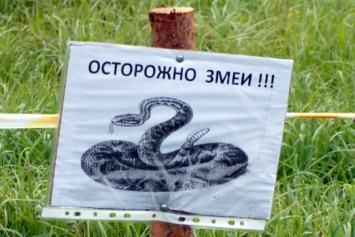 Криворожан предупреждают об опасных змеях