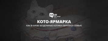 Кото-Ярмарка: как в Киеве бездомные котики обретают семью