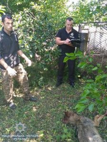 В Новой Одессе на местного жителя напал бешеный волк, - ФОТО