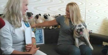 Харьковского мопса признали самой старой собакой в Украине, - ФОТО