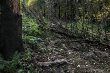 Наказание по-мужски: на Буковине отец бросил в лесу маленького ребенка