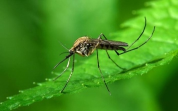 Почему сегодня следует следить за комарами и заставлять мужчин работать: интересное 26 мая