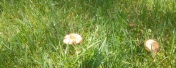 В Детском парке растут ядовитые грибы?