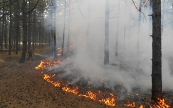 На Херсонщине не прекращаются лесные пожары