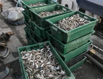 В Азовском море задержали браконьеров с крупным уловом