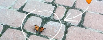 Киев заполонили ярко-солнечные бабочки