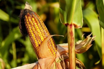 В Украине может появиться новый гибрид кукурузы с французскими корнями