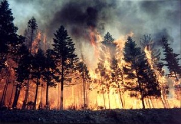 В Украине объявили наивысший уровень пожарной опасности