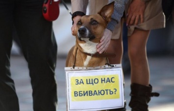 В Украине впервые приговорили к 5 годам мужчину за жестокое убийство собак