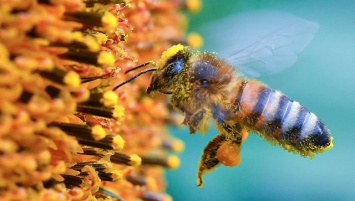 Под Запорожьем массово гибнут пчелы: пасечники винят фермеров