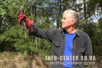 Одесский зоопарк выпустил на свободу соколов