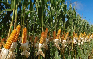 Семена кукурузы сингента - идеальное решение для украинских фермеров