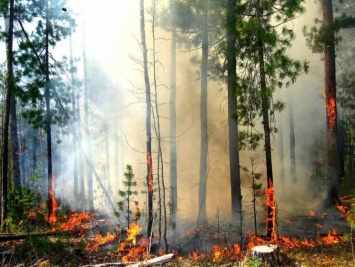 В Украине объявлен самый высокий уровень пожарной опасности - ГСЧС