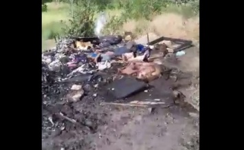 "Они заживо сгорели!", - запорожская волонтерка обнаружила страшное пепелище (18+) (Видео)