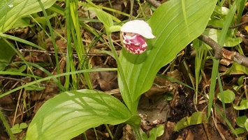 Редкий вид орхидеи найден в заповеднике под Нижним Новгородом