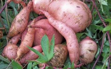 На Херсонщине нашли альтернативу картофелю