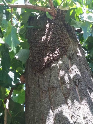 В Днепре спасли потерявшийся пчелиный рой