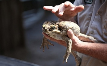 Отдых в обнимку с жабой: как отдыхают летом жители Днепра?
