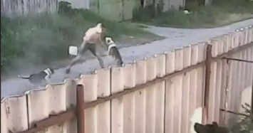 Появилось видео того, как бойцовские собаки пытались разорвать харьковчанина