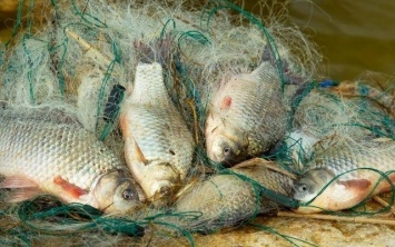 Неожиданный улов: на Днепропетровщине браконьеры попались в последний день запрета