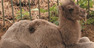 Харьковчане могут предложить имя новорожденному верблюжонку