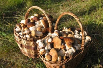В Луганской области грибами отравились 8 человек
