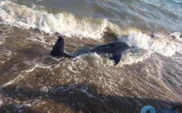 На берегу пляжа на Фонтанке обнаружили мертвого дельфина