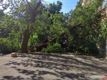 В Одессе - деревопад: еще одно дерево рухнуло в центре, «накрыв» автомобиль и перекрыв тротуар. Фото