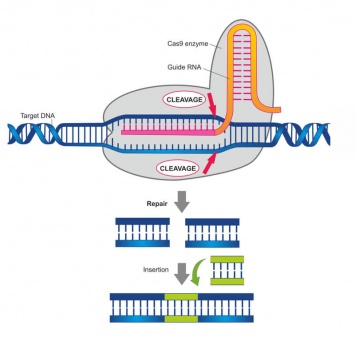 CRISPR-Cas9 может представлять опасность для здоровых клеток ДНК