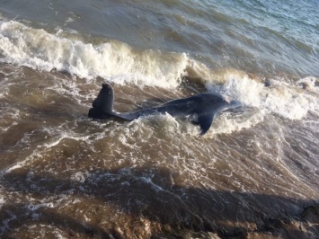 Жители Фонтанки нашли на пляже мертвого дельфина