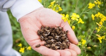 ЧП на Днепропетровщине: в регионе массово мрут пчелы