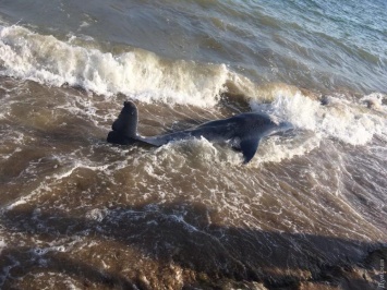 На пляже под Одессой обнаружили мертвого дельфина