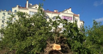 В Крыму массово вырубают деревья, занесенные в Красную книгу (ФОТО)