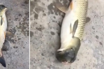 В Китае выловили странную рыбу с головой голубя (видео)