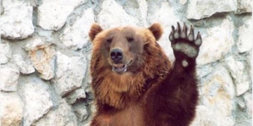 Медвежий маникюр: в KyivZoo проверили здоровье гималайским медведям