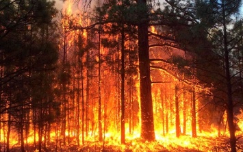 На Херсонщине опять горит лес