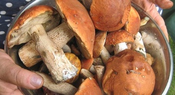 Вниманию бахмутчан: зафиксированы случаи отравления грибами