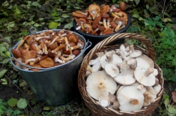 На Луганщине продолжают массово травиться грибами