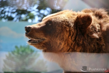 Бассейн и праздничный пир: как медведи в Одесском зоопарке отметили новоселье. Фоторепортаж