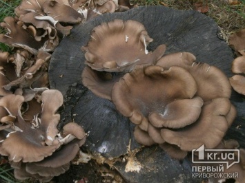 Жителей Днепропетровской области предупреждают об опасных грибах