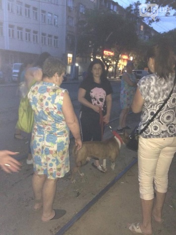 В Одессе бойцовская собака, которая ранее напала на девочку, порвала хаски, - ФОТО