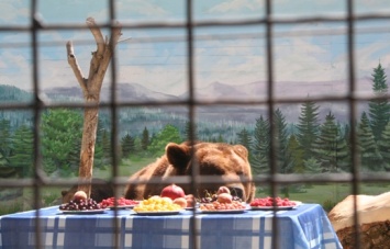 Бурые медведи Одесского зоопарка отпраздновали новоселье. Фото