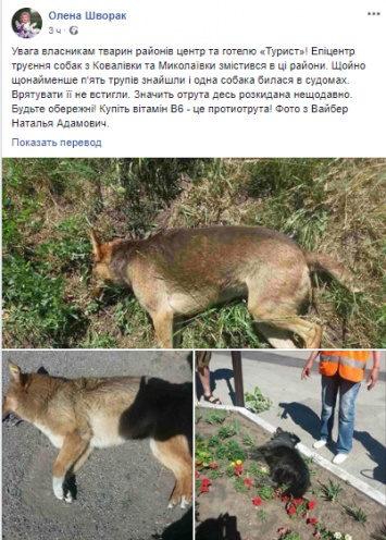 В Кропивницком массово травят собак противотуберкулезным препаратом