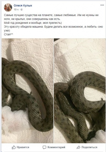 Запорожская зоозащитница пыталась спасти змею (ФОТО)