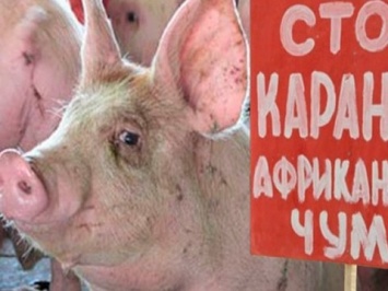 В Запорожье пытаются побороть африканскую чуму свиней