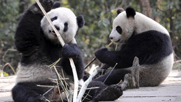 Палеогенетики впервые "воскресили" ДНК древней панды