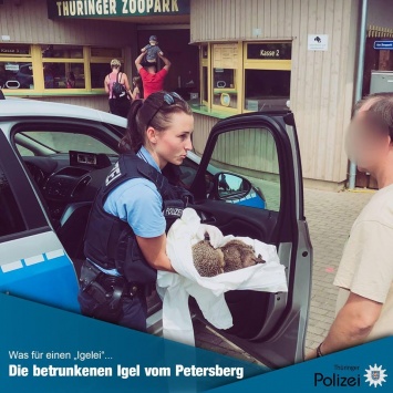 В Германии спасли пару пьяных ежей, которые вылакали яичный ликер