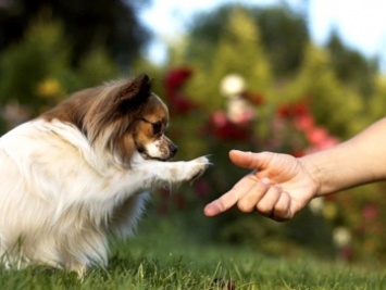 Эксперты расшифровали 19 собачьих жестов при общении с людьми
